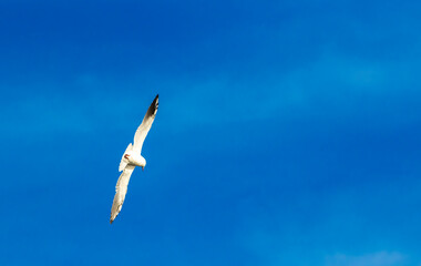 Seagull in flight close up, European birds