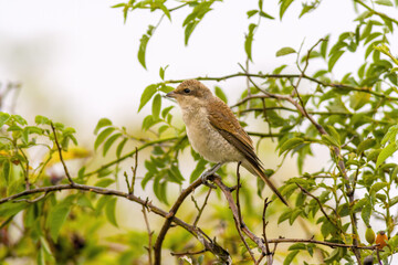 a little young bird on a branch in nature