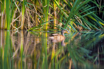 a little young bird on the water in nature