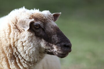Fototapeta premium Ovelha