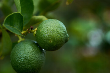 Lime fruit hanging from a tree in a home garden