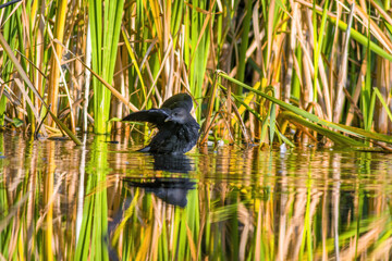 a little young bird on the water in nature