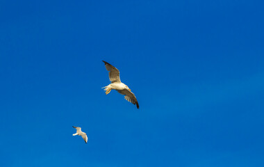 Many seagulls over the tourist towns of Perast Montenegro