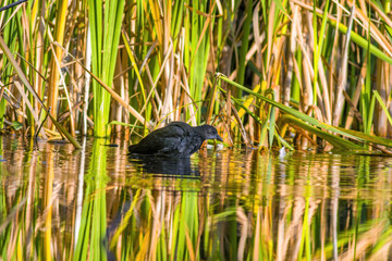 a little young bird on the water in nature