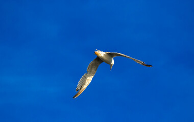Seagull bird during flight very close frame
