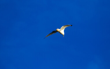 Seagull bird during flight very close frame