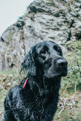 black labrador retriever