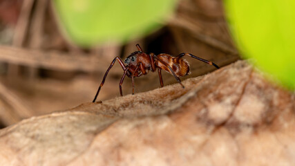 Ant Mimic Jumping Spider of the Genus Scopocira