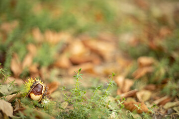 Chestnut on colorful autumn leaves background. Blurred, selective focus.