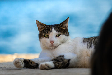 Fototapeta na wymiar Cool cat is resting after a meal with a bird on the pier against the background of the sea
