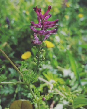 flor fumaria