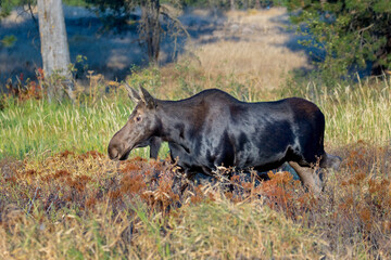 Female moose walking in tall grass.