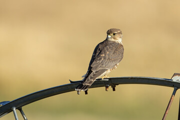 Merlin falcon looking back.