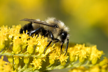 Macro photo of a honeybee on flower.