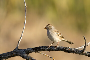 Side view of young white crowned sparrow.