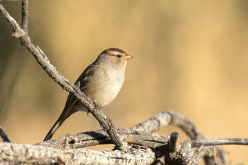 Cute white cornwed sparrow.