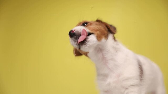 small jack russell terrier dog licking the screen in front of him and his mouth on yellow background