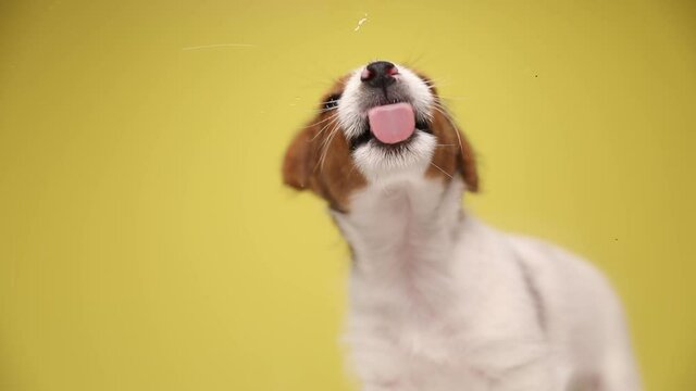 sweet jack russell terrier dog licking the glass in front of him, looking aside and licking his mouth on yellow background