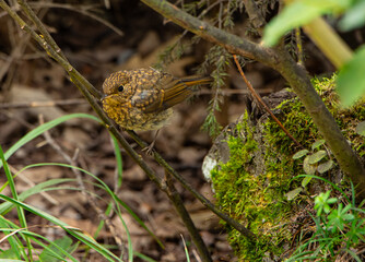 Young robin sitting in on a branch