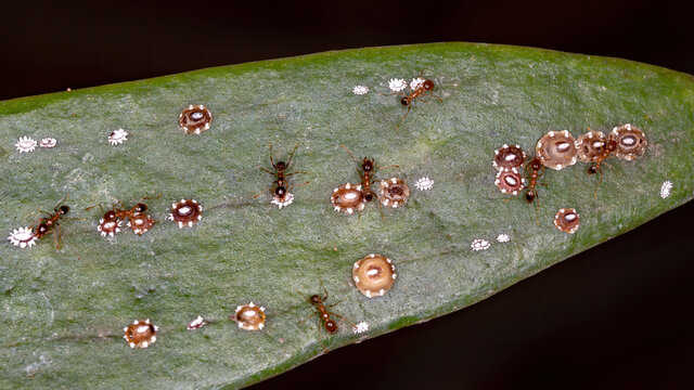 Wax Scale of the Genus Ceroplastes