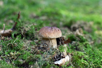 Steinpilz zwischen Moos