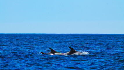 Naklejka premium Dolphin family in the arctic ocean