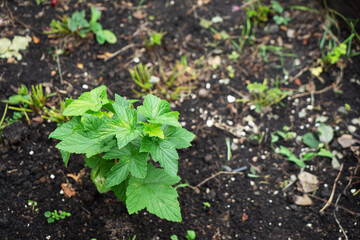Small currant or ribes bush grows in the garden