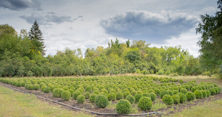 Fototapeta na wymiar evergreen boxwood buxus sempervirens growing in rows. ornamental plants and shrubs for landscape design.