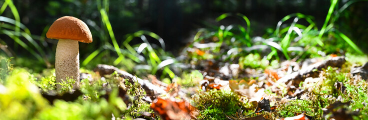 Birch redcap mushrooms in the forest grass background.