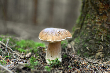 Steinpilz neben einem Baumstamm