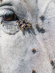 Horse eye with lots of flies. Insects on animal head.