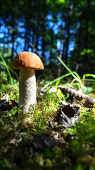 Birch redcap - Mushrooms in the autumn forest