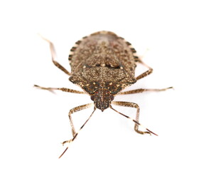 Brown Marmorated Stink Bug isolated on white background, with clipping path (Halyomorpha halys)