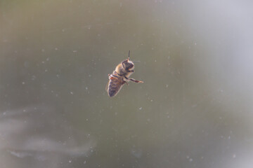 Bee sitting outside a dirty window