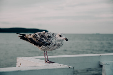 seagull on the beach sitting on bridge