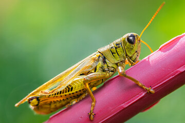 Grasshopper
