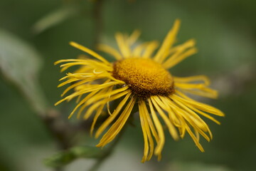Background with wildflower - Heartleaf Oxeye, Telekia speciosa	