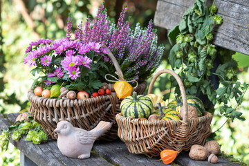 Fototapeta na wymiar Herbst-Gartendekoration mit pink Blumen und Kürbissen im Korb