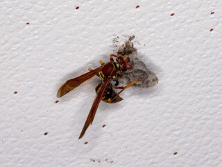 Variegated Paper Wasp of the species Polistes versicolor