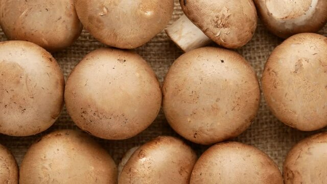 Mushrooms, dolly shot. Agaricus is a mushrooms.