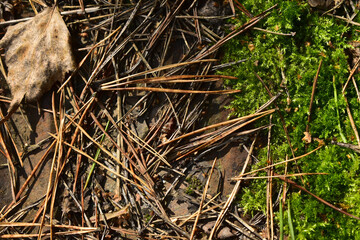 old spruce needles on moss