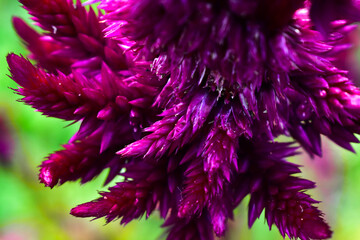 flower celosia argentea close up