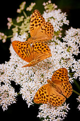 Three Silver-washed fritillary butterflies (Argynnis paphia) resting on wildflower