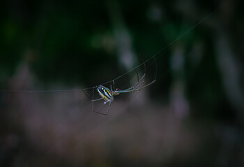 araña