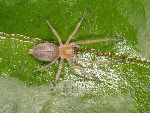 Brazilian Ghost Spider of the Family Anyphaenidae