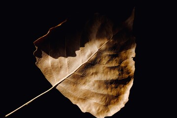 Abstract composition of an autumn poplar leaf on a dark background. Popular leaf. Macro photo.