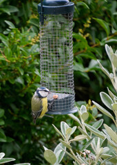 Blue tit feeding