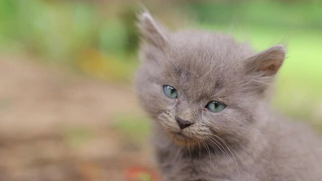 Closeup Of Cute Gray Kittens Face And Head, Turns Head Around Looks Around As Second Kitten Comes Into Frame
