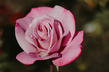 pink rose 