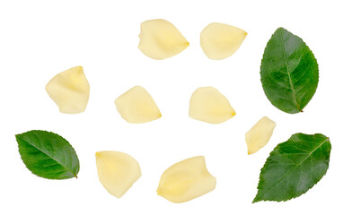 Yellow rose petals isolated on white background, top view